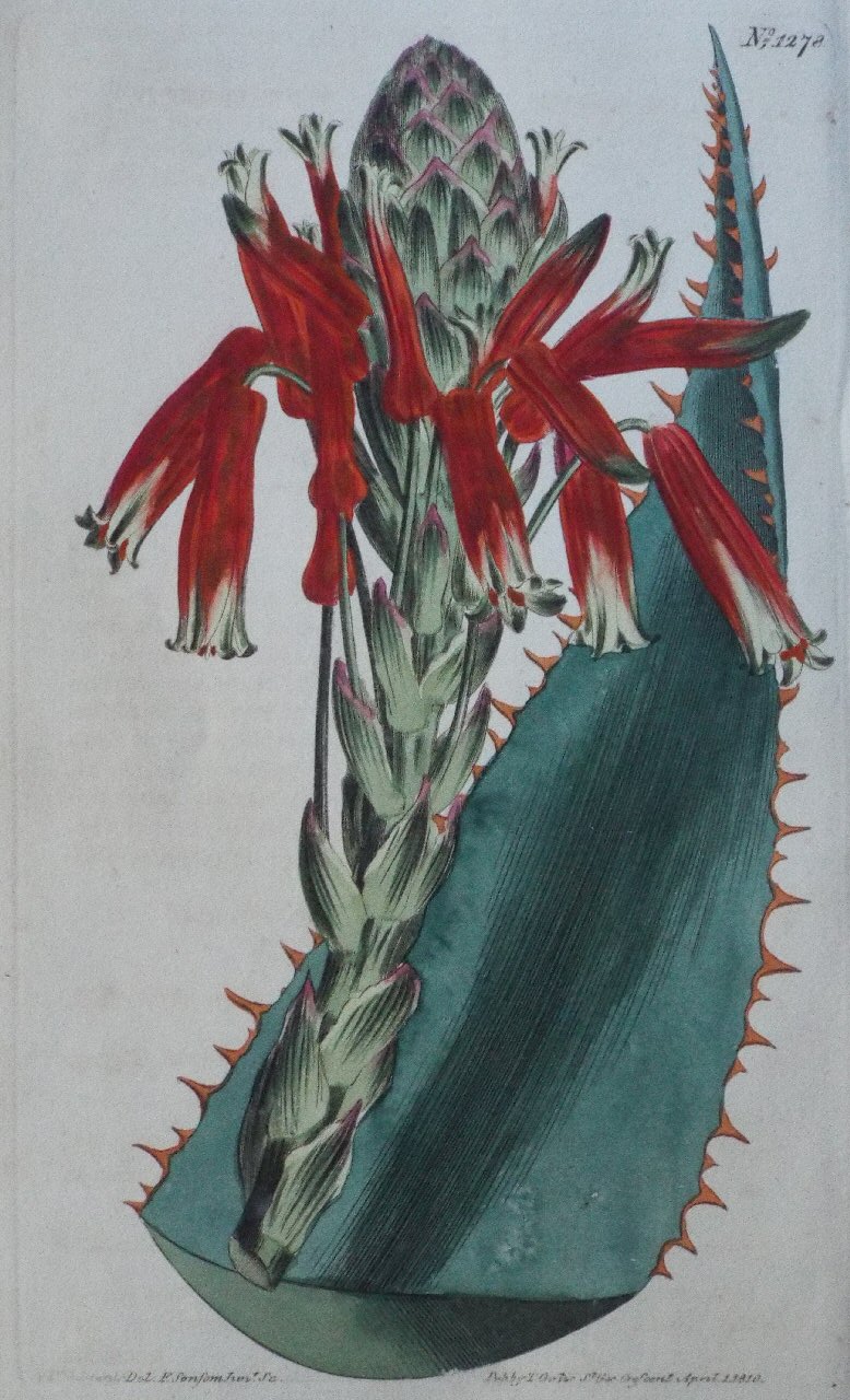 Print - No. 1278 (Aloe Rhodacantha. Red-spined Glaucous Aloe.) - Sansom